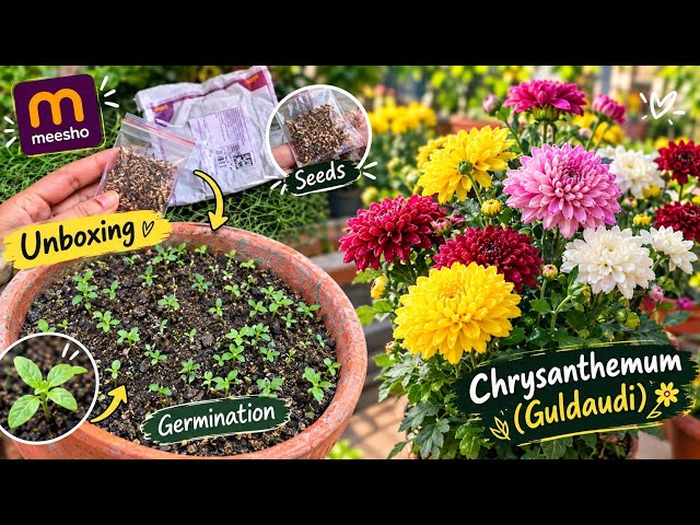 Chrysanthemum seeds: From unboxing to germination || How to grow Chrysanthemum from seeds