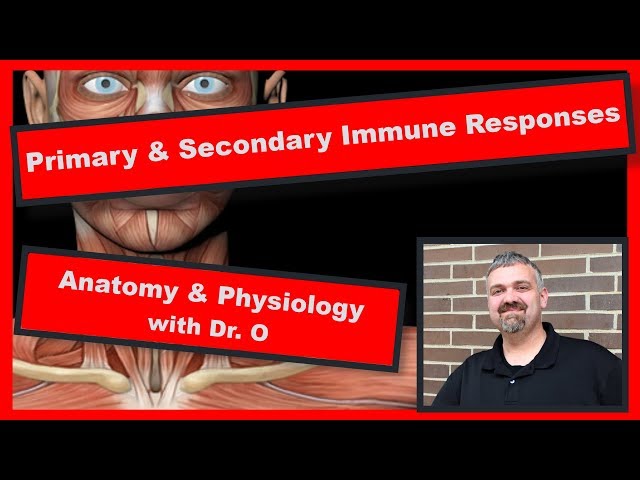 Primary and Secondary Immune Response:  Anatomy and Physiology