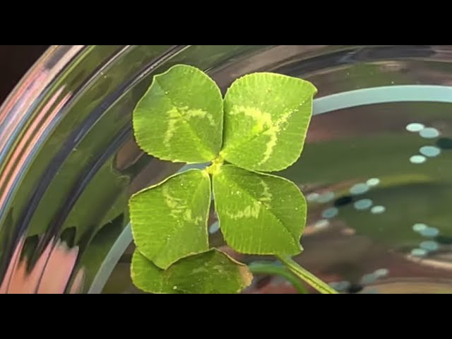 Growing an Clover Day 2,557