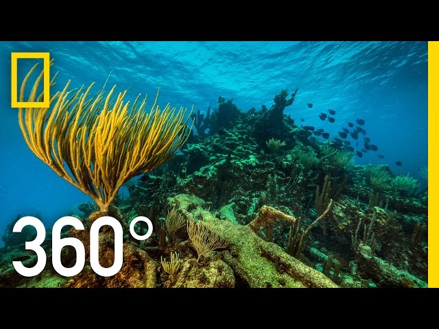 360° Underwater National Park | National Geographic