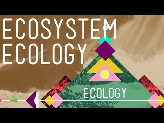 Ecosystem Ecology: Links in the Chain - Crash Course Ecology #7