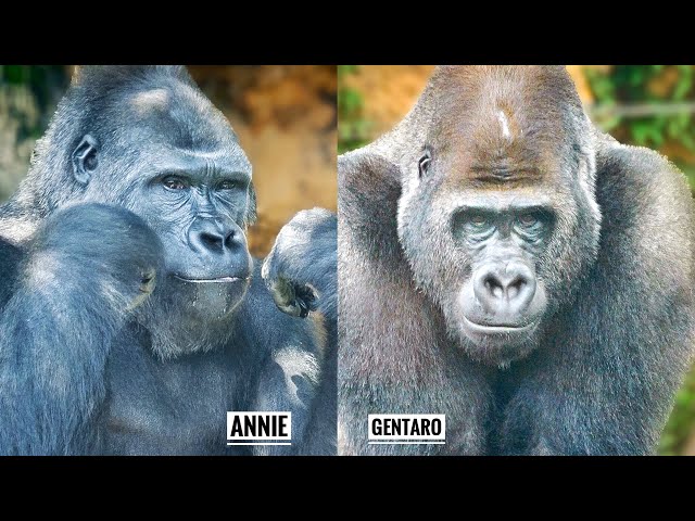 On training young gorillas to live together  | Update on Gentaro & Annie
