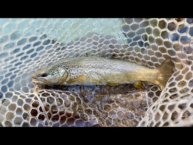 Slovénie Fly fishing / Soca river 09/2026
