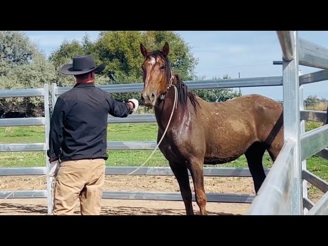 Dasher Episode 1. Joining up and roping 