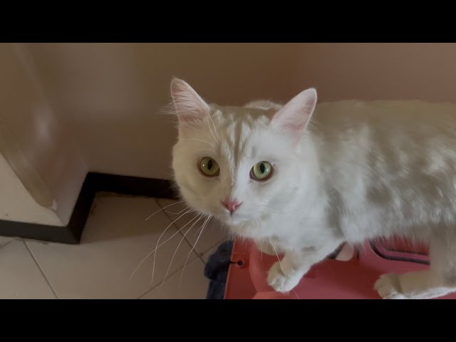 My White Cat Is Obsessed With Feet
