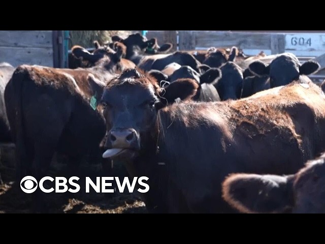 Beef prices hit record highs with cattle herds at historic lows