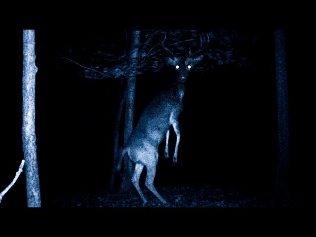 Scary Skinwalker Reddit Stories