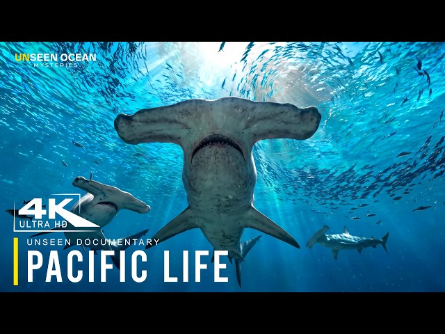DEEP PARICFIC LIFE | The Strange World Science Barely Understands | National Documentary 4K
