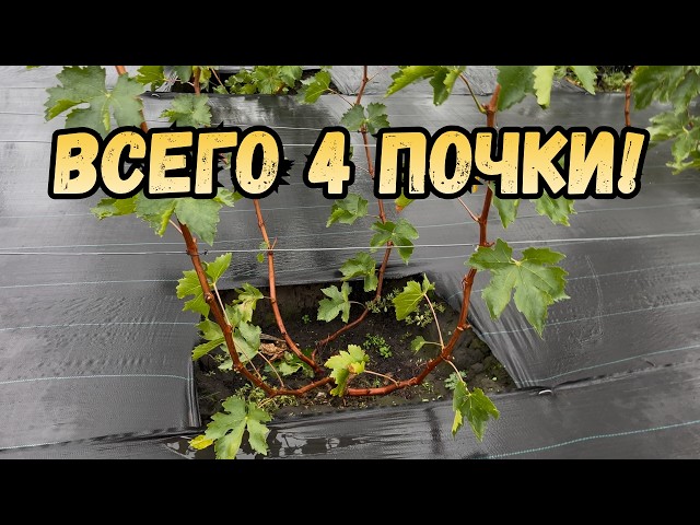 I left ONLY 4 buds on my grapevines... AND LOOK what grew in a year!