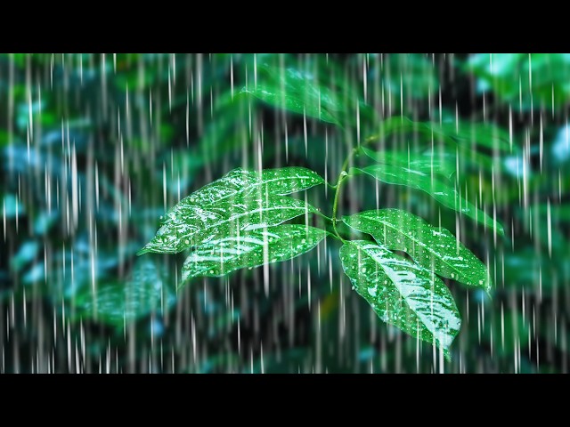 Rainfall on Forest Foliage | Rainstorm Sounds for Sleeping