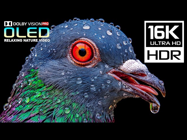 OLED Display Test Beyond the Eye’s Reach | 16K HDR Nature Video | Dolby Vision 120FPS | 4K Video TV