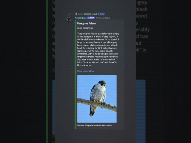 Fine. Here’s your daily bird. #discord #coding #python #ai #devlog #discordbot #birds