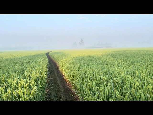 Green Rice Field in Rural Village | Nature | Royalty free stock video footage - No copyright | 4K