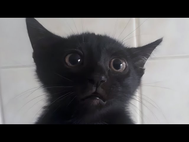 Cats Being Goofy
