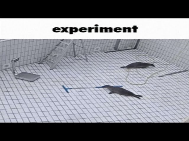 experiment