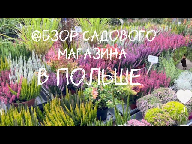 #влог✅ Обзор садового магазина в Польше #польша #вереск #многолетники . 
