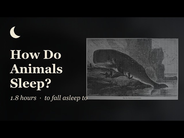 How Animals Sleep | A Whole Night With Whales, Bats, Birds and Bears Documentary for Sleep (2 hours)