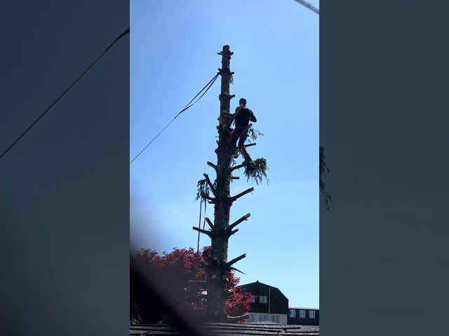 Baum schneiden in extremer Höhe – Gefährliche Forstarbeit