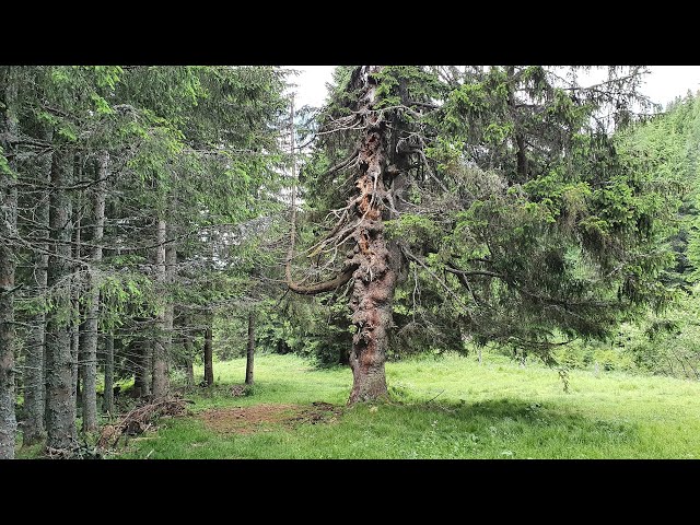 Mountainbiketour Stanz - Auf der Schanz - Stanglalm über Trail Teil 2