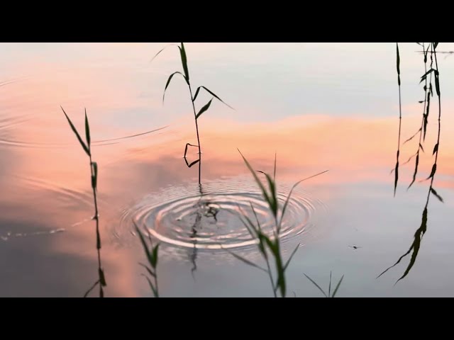 4K Sunset Timelapse — Stray Cat's Sky CC BY, No Audio, No Filter Vol 08