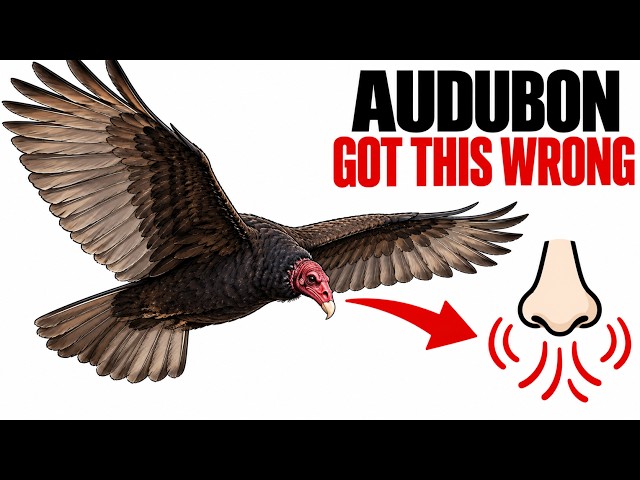The BIRD Audubon Got COMPLETELY WRONG