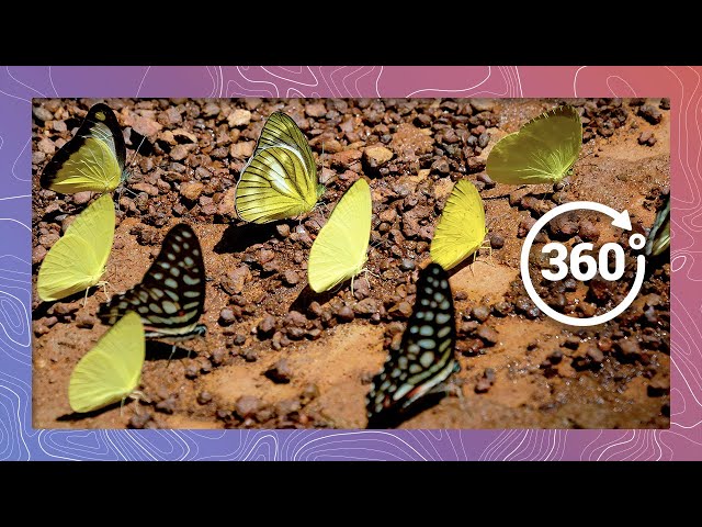 A Swarm of South African Butterflies Flutter By | Wildlife in 360 VR