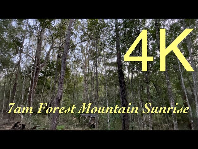 August Winter 7am Forest Mountain Sunrise - ASMR Ambience Mediation Nature Background Screensaver