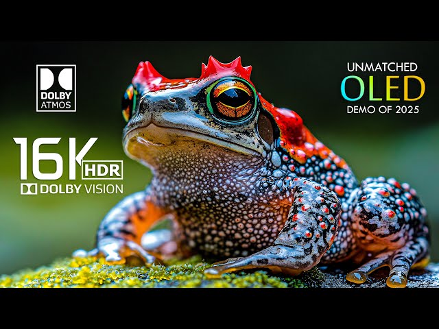 16K Video ULTRA HD - Unmatched 16K HDR 120FPS Dolby Vision