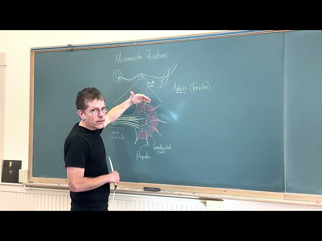 Cell Physiology Lecture 22 – directed motility