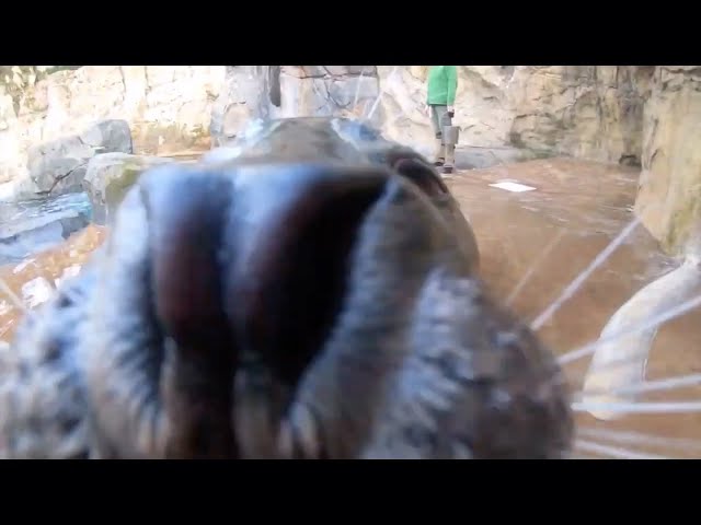 Fat Seals Being Cute! (Compilation #3) [LEGENDARY]