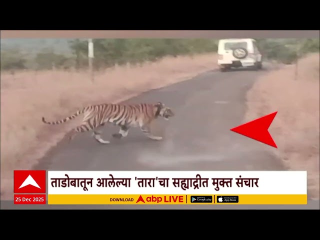 Tara Tiger : ताडोबातून आलेल्या ताराचा सह्याद्रीत मुक्त संचार Special Report