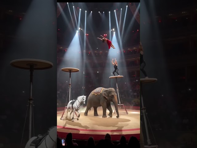 Most Dangerous Circus Stunt Ever? 🎪🔥 #stunt #elephant #shorts