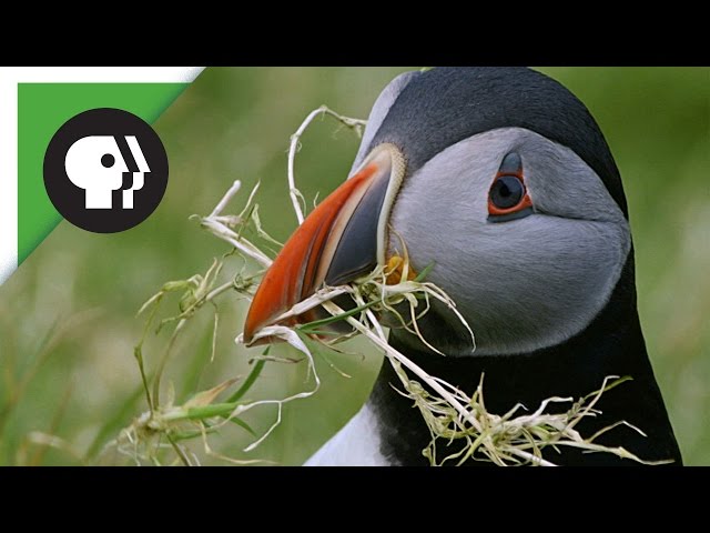 Puffins Pick the Perfect Home