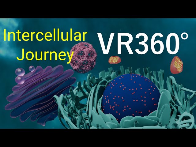 Science VR360°　 迫力あるインターセルラーの旅　Into the clathrin, intracellular Journey！