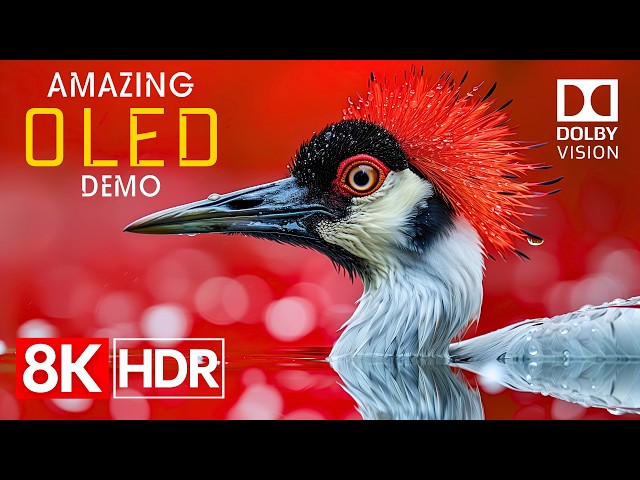 A Symphony of Color in 8K HDR 60fps Dolby Vision (4K/8K TV Demo)