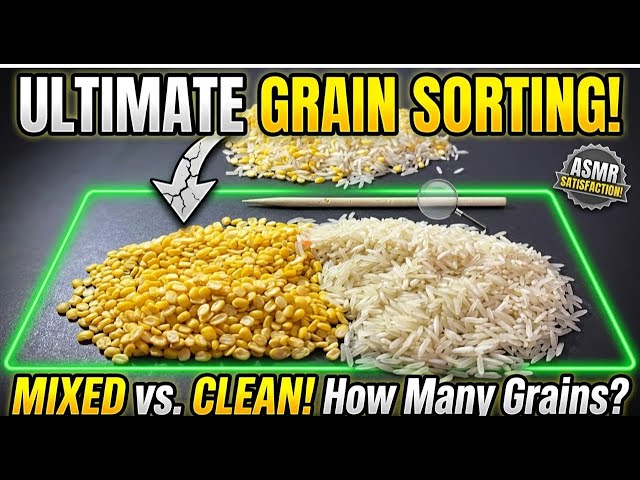 Ultimate Lentil Sorting ASMR LIVE 🌾 | Rice & Dal Sorting Sounds | Satisfying No Talking