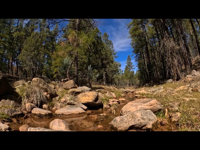 360° VR 8K | Winter Sun at Sharp Creek, Arizona | Natural Stream Sounds ☀️