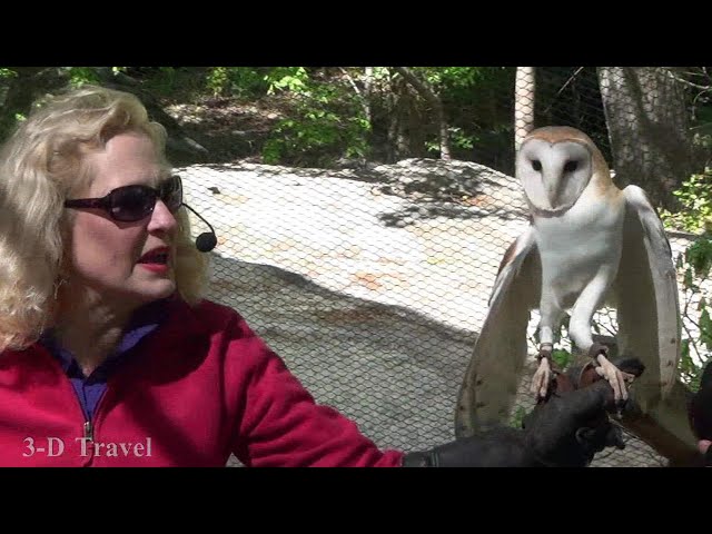 PSVR 3D ROCK CITY, TENNESSEE  Birds of Prey Show