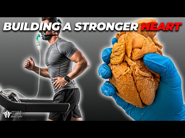 VO2 Max Explained: The Human Anatomy Breakdown of Oxygen Utilization and Longevity