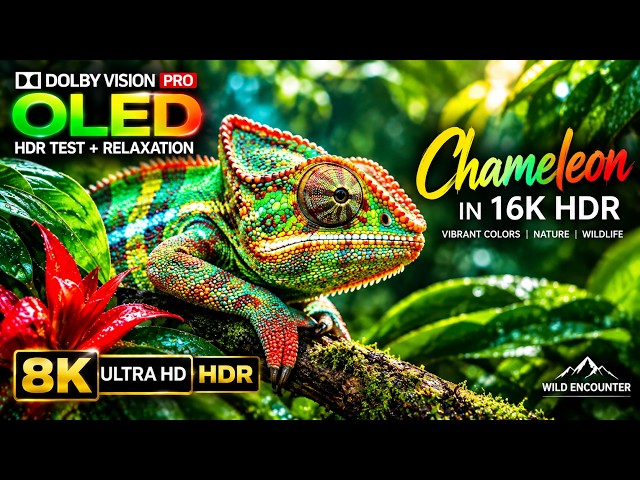 Chameleon in 16K HDR 🦎 | OLED Test Demo | Dolby Vision Wildlife | 8K Ultra HD Nature