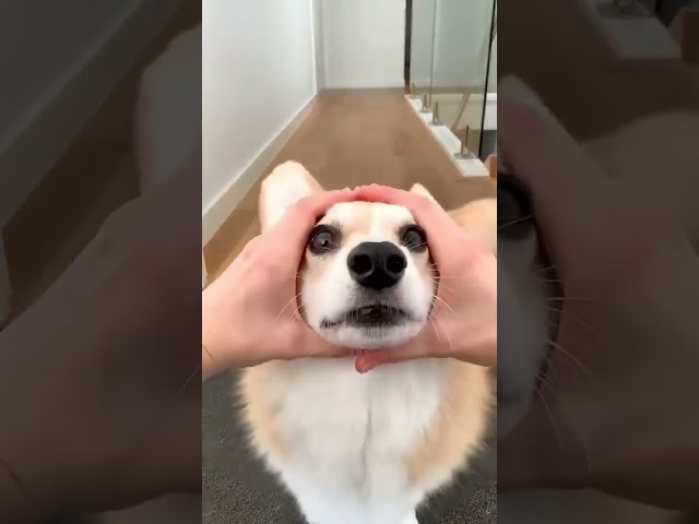 Corgi puppy reaction #trending #funny #comedy #humor #stitch #duet #bunny #india #funnycute #giggles