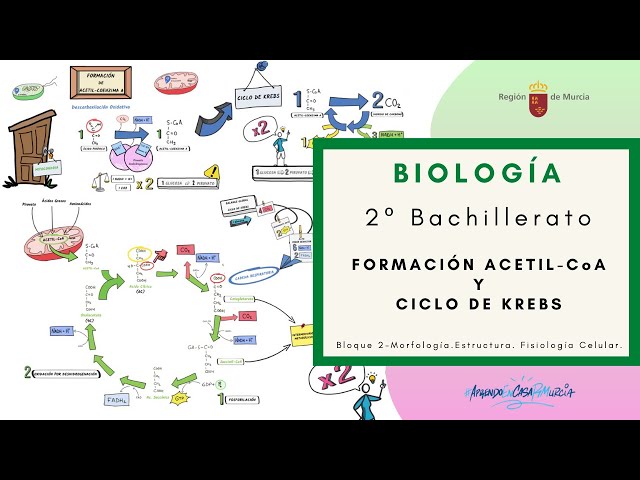 ACETYL-CoA FORMATION AND THE KREBS CYCLE