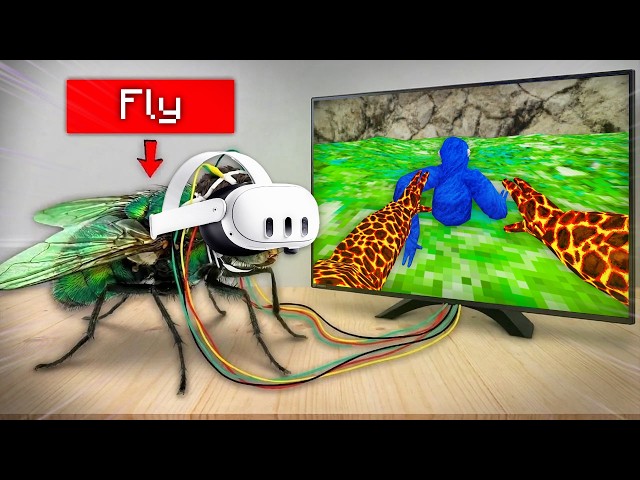 I Taught a Fly How to Play Gorilla Tag (seriously)