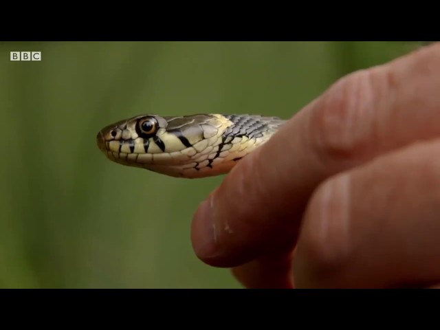 The amazing grass snake