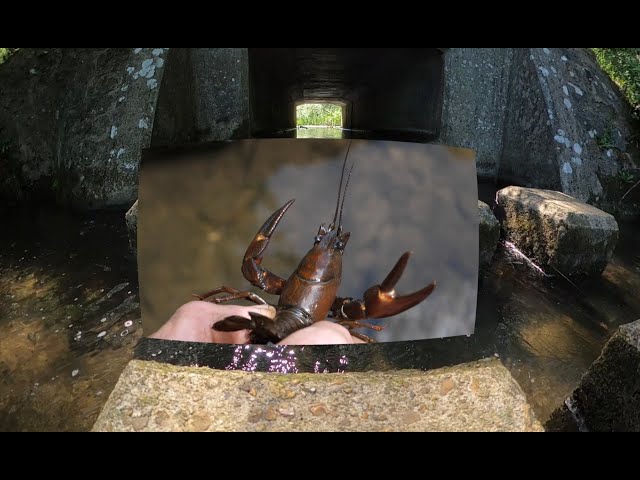 Stream of Consciousness - 360 VR experience about the Darent Valley in Kent