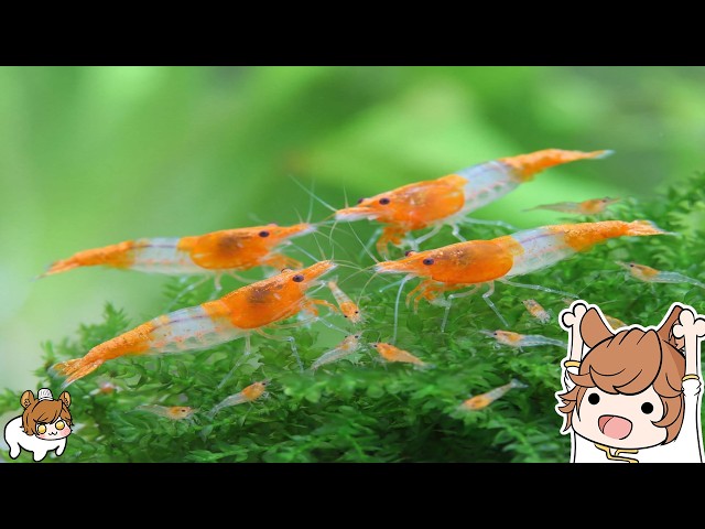 [🔴24/7 Live No-Audio Shrimp Tank!🔴] - Unlimited Orange-Rili Shrimp Works! 🦐🐌✨ - Nanashi V-Tuber