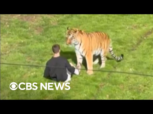 Man dies after jumping into tiger's enclosure