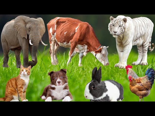 Cute Farm Animals: Dog, Piglet, Cow, Rabbit, Cat, Horse, Chicken, Duck, Peacock – Farm Animal Sounds