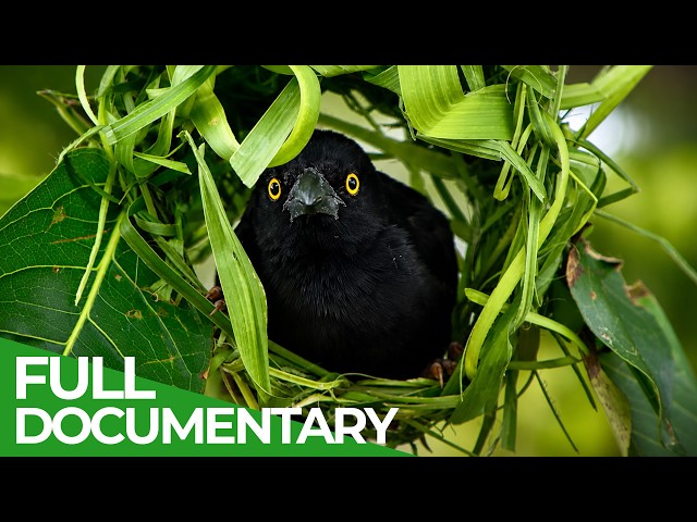 Nature’s Smartest Animals | Wildest Survival | Free Documentary Nature