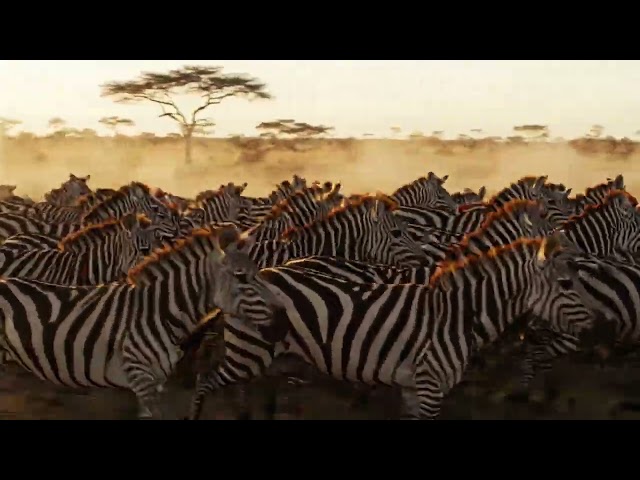 Amazing Wildlife & Real Animal Videos | SK Wildlife